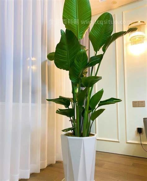 客厅最旺宅的大型植物，天堂鸟/金钱数/平安树都可以(5种植物)