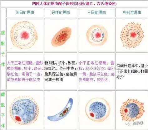 疟原虫是什么虫