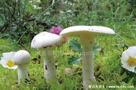 50多种毒蘑菇图片，致命白毒伞一颗毒