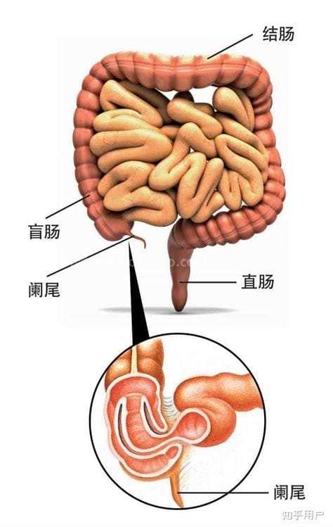阑尾在左边还是右边哪个位置，右下腹看阑尾炎的疼痛位置图片