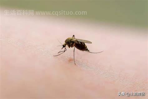 蚊子最怕的3个克星，薄荷/驱蚊草/艾草驱蚊效果显著