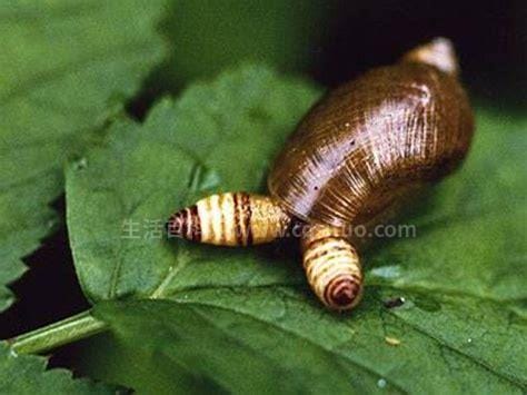 僵尸蜗牛能吃吗图片，不能/已被寄生虫完全控制大脑(胆小慎入)