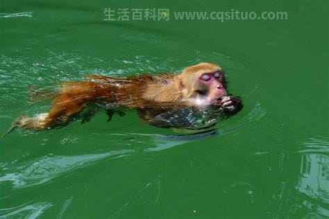 真实水猴子图片，传说中的水鬼原来真