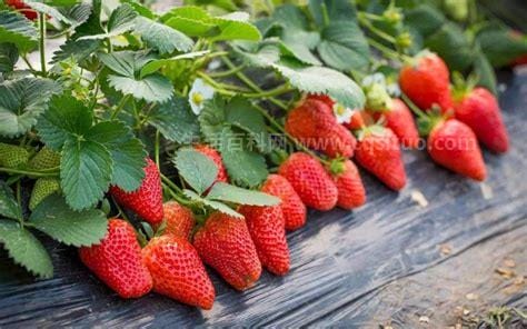 草莓是什么季节的水果几月份可以摘