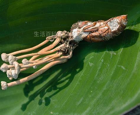 野生中药金蝉花图片，功效与作用不输冬虫夏草的滋补品