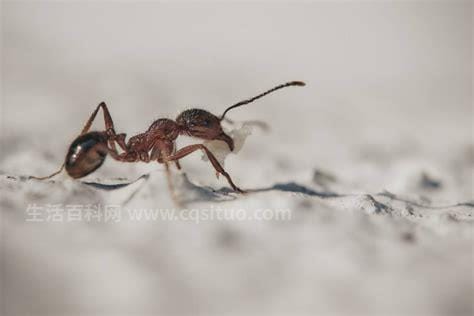 家里有蚂蚁怎么能彻底消灭，先找到蚂
