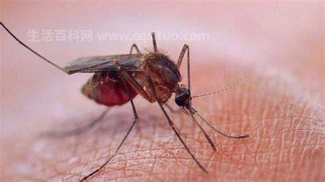 蚊子有多少颗牙齿放大图片，22颗/其实是一根带锯齿的口器