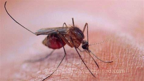 招蚊子的血型是什么血型？什么人容易招蚊子？