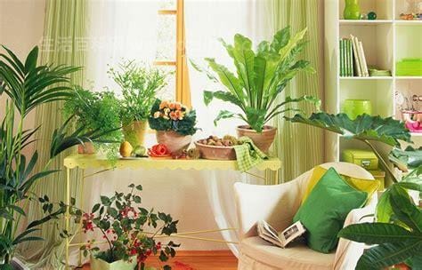 哪种植物不适合长期摆放在卧室？不能放在卧室养的6种花