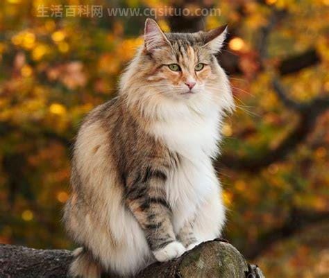 什么是挪威森林猫(挪威森林猫是哪