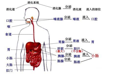 胃在什么位置图片左边还是右边，胃在什么位置／胃的位置特征