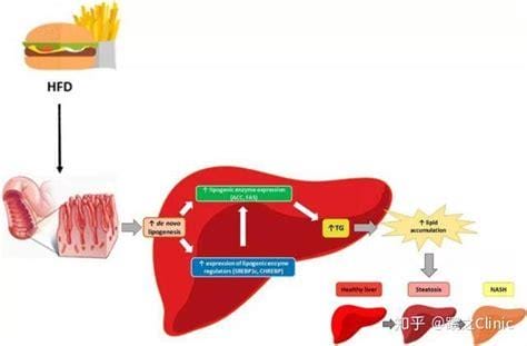 饥饿对肝脏的好处有哪些，增强代谢功能／促进细胞修复／提升免疫力
