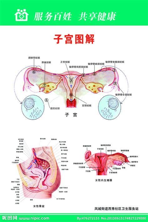 15CM能到子宫吗