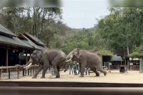 景区两只大象表演时突然打架，突如其