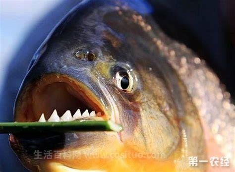 广西食人鱼事件，鱼类变异／伤亡事件／应