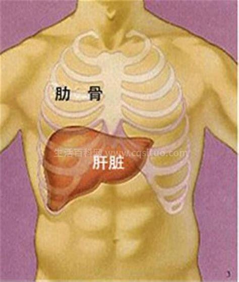 肝区疼痛位置图正确图片(肝区疼痛