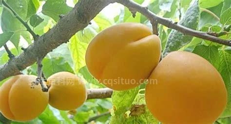 为什么杏吃多了伤人，杏仁中的毒性物质／过量杏子引发消化问题