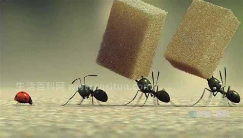 蚂蚁的天敌是什么 蚂蚁怕的三种克星