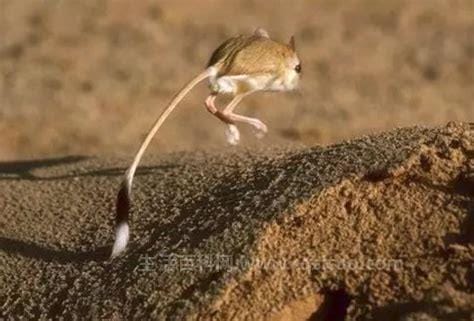 沙漠跳鼠图片 沙漠跳跳鼠几级保护