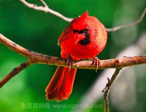 红雀鸟类视频 红雀是什么鸟中文百科