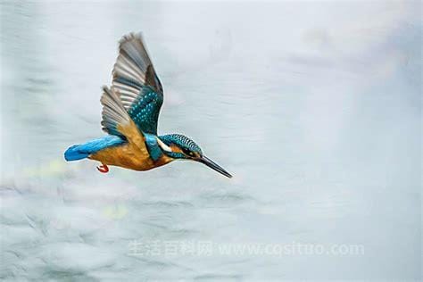 中国鸟类图库 中国鸟类图册