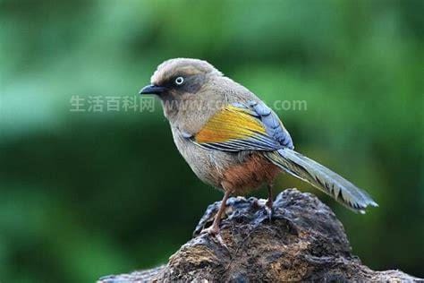 中国鸟类叫声大全在线 5o种鸟叫声