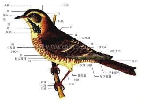 鸟类基本知识 鸟类基本知识大全