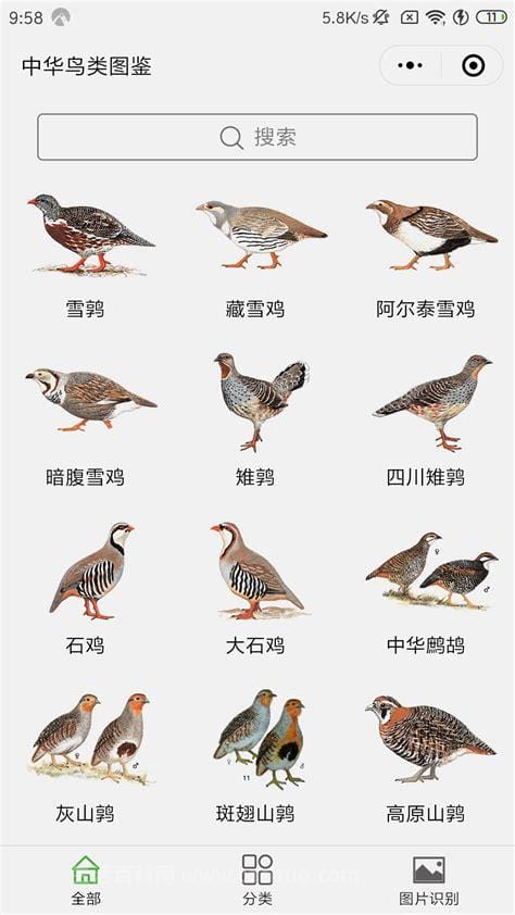 常见鸟类名称大全图片 常见鸟类名