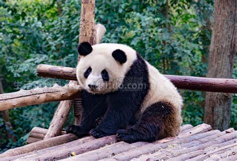 中国多少只熊猫