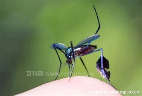 最漂亮的蚊子长什么样，蓝斑天牛(腿上有彩蓝色的羽毛)