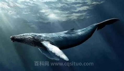 鲸落是什么意思，是鲸鱼在死后落入海底(身体出来分解者)