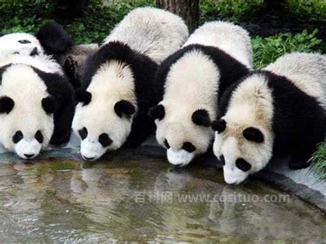 大熊猫的生活习性及生活在什么地方，每天一半吃饭一半睡觉