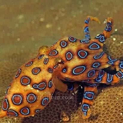 十大最毒章鱼排行榜，第一毒性是眼镜蛇的百倍/蓝环章鱼第五
