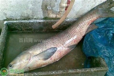 青鱼市场价格多少钱一斤，12-15元左右一斤(四大家鱼之一)