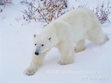北极熊的毛是什么颜色的 透明无色（