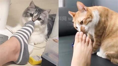 猫咪闻到臭脚为什么要张嘴，可能喜欢