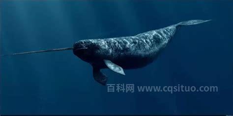 独角鲸灭绝了吗 没有灭绝但是濒危（