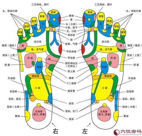 脚底的各个部位详细图 详细器官对应图（附按摩手法）