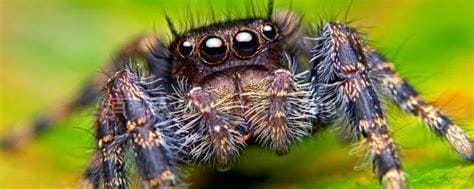 蜘蛛最怕什么气味 刺激性气味（例如
