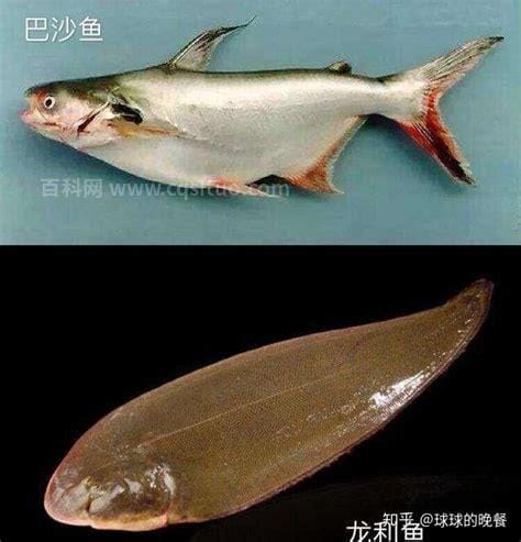 龙利鱼和巴沙鱼的区别是一种鱼吗，不