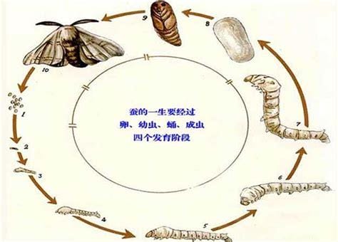 蚕的生长过程，五个生长过程(生命周期40几天)