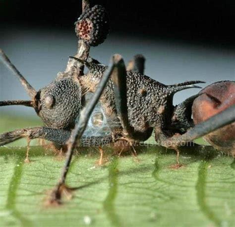 僵尸蚂蚁真的存在吗，存在(感染白色