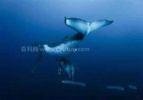 鲸鱼是哺乳动物吗，是哺乳动物（胎生哺乳、恒温且肺呼吸）