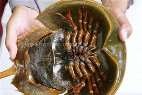 世界上最古老的螃蟹，马蹄蟹(生存4亿年拥有蓝色血液)