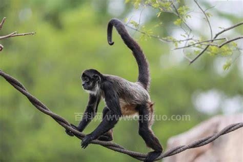 猴子的尾巴有什么作用 抓取果实挂