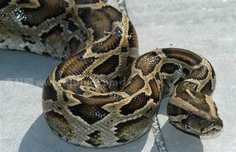 中国最大一条蛇多大 长8米的蛇(缅