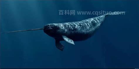 独角鲸灭绝了吗，没有(但是还在需要