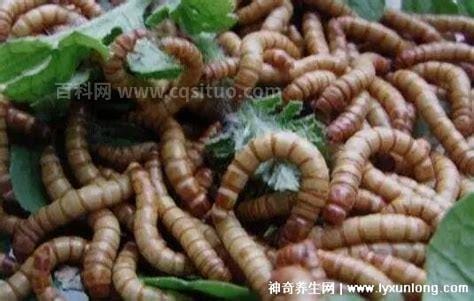 蛋白虫市场价格多少钱一斤，鲜虫22元/斤(成本低利润高)