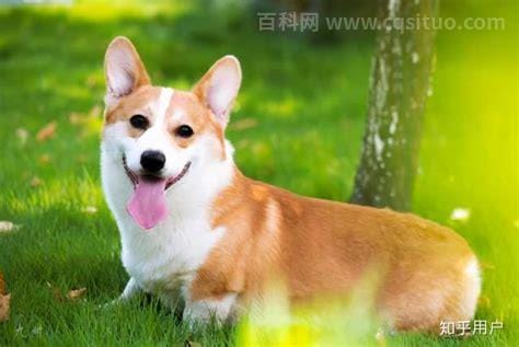 柯基犬价格大概多少钱一只，1600~3500元/只(纯种5千左右)