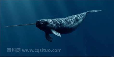 双独角鲸灭绝了吗，没有灭绝(比较稀有/它有两个牙齿)